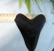 Charger l&#39;image dans la galerie, Megalodon Shark Tooth Replica Large 5 Inches Long Black Resin Model
