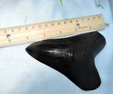 Cargar imagen en el visor de la galería, Megalodon Shark Tooth Replica Large 5 Inches Long Black Resin Model
