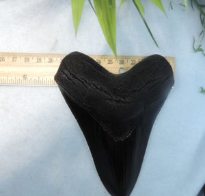 Megalodon Shark Tooth Replica Large 5 Inches Long Black Resin Model