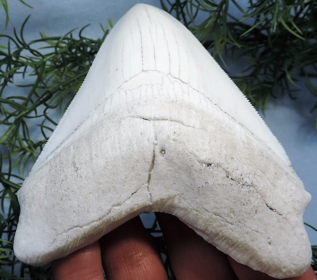 Megalodon Shark Tooth Replica 3 Inches Long White Resin Model