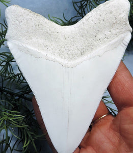 Megalodon Shark Tooth Replica Large 5 Inches Long White Resin Model