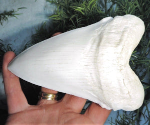 Megalodon Shark Tooth Blanc Énorme Réplique Grand 7 pouces de long