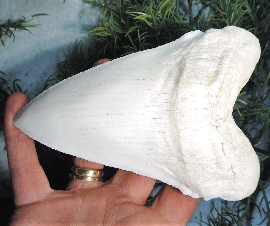 Megalodon Extinct Shark Tooth White Replica Large 7 Inches Long