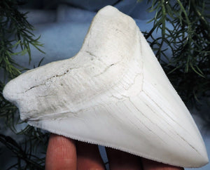 Megalodon Shark Tooth Replica Large 5 Inches Long White Resin Model