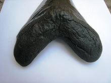 Charger l&#39;image dans la galerie, Megalodon Shark Tooth Replica 3 Inches Long Black Resin Model

