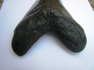 Megalodon Shark Tooth Replica 3 Inches Long Black Resin Model