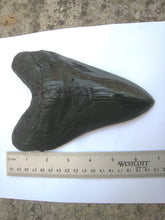 Load image into Gallery viewer, Megalodon Giant Shark Tooth Huge Replica Large 7 Inches Long
