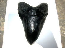 Load image into Gallery viewer, Megalodon Giant Shark Tooth Huge Replica Large 7 Inches Long
