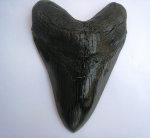 Megalodon Shark Tooth Replica Large 5 Inches Long Black Resin Model