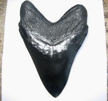 Load image into Gallery viewer, Megalodon Shark Tooth Replica Large 5 Inches Long Black Resin Model
