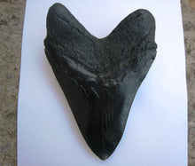 Charger l&#39;image dans la galerie, Megalodon Extinct Giant Shark Tooth Replica Large 7 Inches Long
