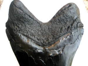 Megalodon Extinct Giant Shark Tooth Replica Large 7 Inches Long