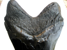 Load image into Gallery viewer, Megalodon Shark Tooth Replica Large 5 Inches Long Black Resin Model
