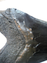 Load image into Gallery viewer, Megalodon Extinct Giant Shark Tooth Replica Large 7 Inches Long
