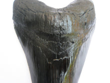 Cargar imagen en el visor de la galería, Megalodon Extinct Giant Shark Tooth Replica Large 7 Inches Long
