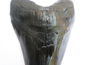 Megalodon Giant Shark Tooth Huge Replica Large 7 Inches Long
