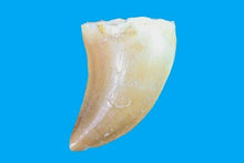 Load image into Gallery viewer, Mosasaurus Tooth 1 Inch Long Genuine Fossil

