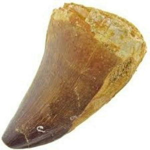 Mosasaurus Tooth 1 Inch Long Genuine Fossil