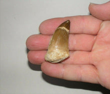 Load image into Gallery viewer, Mosasaurus Tooth 1 Inch Long Genuine Fossil
