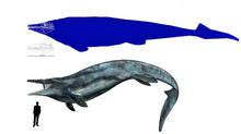Cargar imagen en el visor de la galería, Mosasaurus Tooth 1 Inch Long Genuine Fossil
