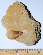 Cargar imagen en el visor de la galería, Mosasaurus Tooth in Rock Matrix 1 Inch Long Genuine Fossil
