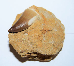 Mosasaurus Tooth in Rock Matrix 1 Inch Long Genuine Fossil