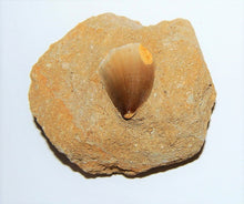 Charger l&#39;image dans la galerie, Mosasaurus Tooth in Rock Matrix 1 Inch Long Genuine Fossil
