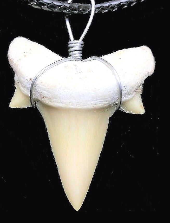 Otodus Extinct Giant Shark Tooth Necklace 1 Inch Long Genuine
