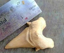 Load image into Gallery viewer, Otodus Exctinct Giant Shark Tooth 2 Inches Long Genuine Fossil
