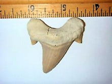 Charger l&#39;image dans la galerie, Otodus Exctinct Giant Shark Tooth 2 Inches Long Genuine Fossil
