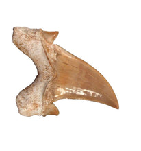 Cargar imagen en el visor de la galería, Otodus Exctinct Giant Shark Tooth 2 Inches Long Genuine Fossil
