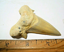 Charger l&#39;image dans la galerie, Otodus Extinct Giant Shark Tooth 3 Inches Long Genuine Fossil

