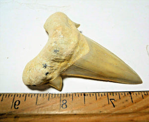 Otodus Extinct Giant Shark Tooth 3 Inches Long Genuine Fossil