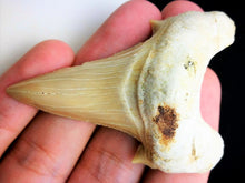 Cargar imagen en el visor de la galería, Otodus Extinct Giant Shark Tooth 3 Inches Long Genuine Fossil
