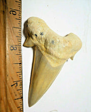 Cargar imagen en el visor de la galería, Otodus Extinct Giant Shark Tooth 3 Inches Long Genuine Fossil
