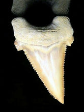 Charger l&#39;image dans la galerie, Paleocarcharodon Extinct Shark Tooth 1 Inch Long Natural
