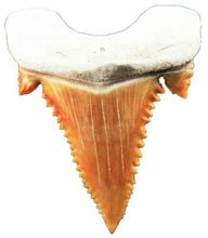 Cargar imagen en el visor de la galería, Paleocarcharodon Extinct Shark Tooth 1 Inch Long Genuine &amp; Unrestored
