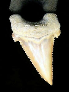 Paleocarcharodon Extinct Shark Tooth 1 Inch Long Natural