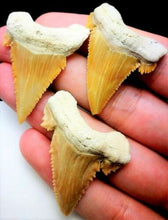 Cargar imagen en el visor de la galería, Paleocarcharodon Extinct Shark Tooth 1 Inch Long Genuine &amp; Unrestored

