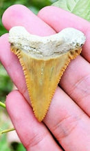 Charger l&#39;image dans la galerie, Paleocarcharodon Extinct Shark Tooth 1 Inch Long Genuine &amp; Unrestored
