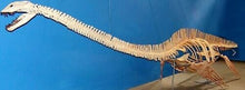 Charger l&#39;image dans la galerie, Reptile marin à dents de plésiosaure 1 1/2 pouces de long fossile authentique
