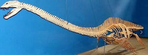 Plesiosaur Tooth Marine Reptile 1 1/2 Inches Long Genuine Fossil