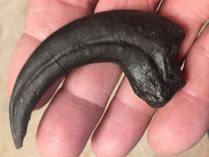 Deinonychus Raptor Claw Replica 4 Inches Long Black Resin Model