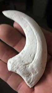 Deinonychus Raptor Claw Replica 4 Inches Long White Resin Model