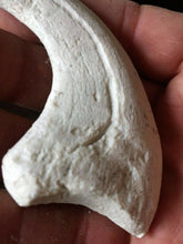 Cargar imagen en el visor de la galería, Deinonychus Raptor Claw Replica 4 Inches Long White Resin Model

