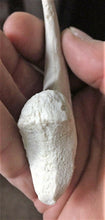 Load image into Gallery viewer, Deinonychus Raptor Claw Replica 4 Inches Long White Resin Model
