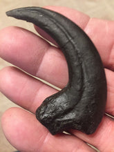 Load image into Gallery viewer, Deinonychus Raptor Claw Replica 4 Inches Long Black Resin Model

