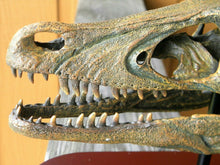 Load image into Gallery viewer, Raptor Skull Resin Model Life Size 1/1 Scale Sculpture
