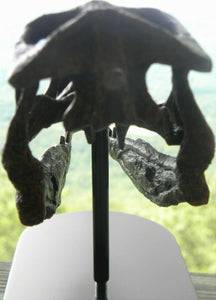 Raptor Skull Resin Model Life Size 1/1 Scale Sculpture