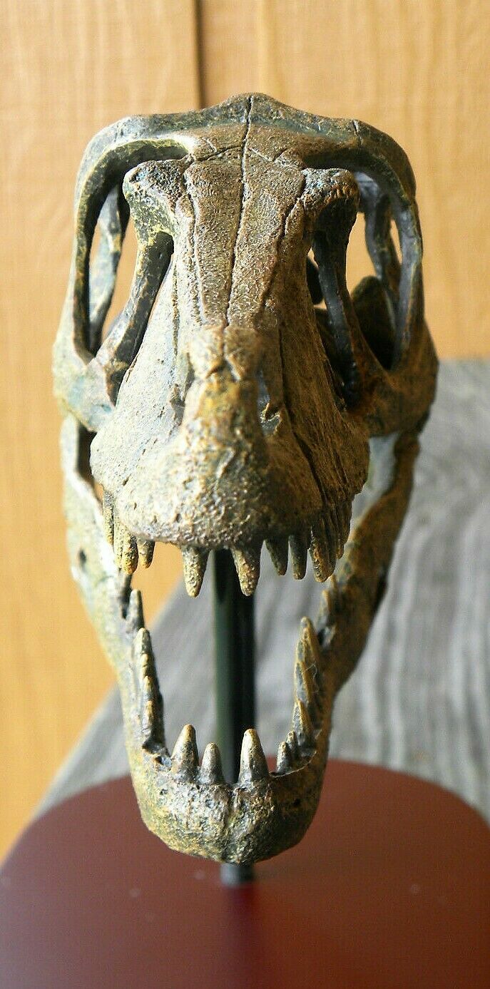 Authentic Raptor Face Raptor Skull Resin Model Life Size 1/1 Scale Sculpture – rocksolidfossils